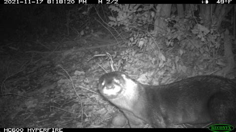 Why the return of Anacostia River’s apex predator, the otter, is a good sign